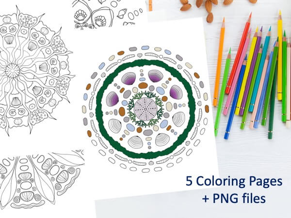 5 Hand Drawn Seashell Mandala Coloring Pages
